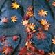 Fallen yellow Japanese maple leaves on shiny wet stones after a rain... (thumbnail)