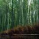 Arashiyama bamboo forest scenery... (thumbnail)