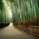 Kyoto Arashiyama bamboo forest path beautiful dreamy scenery... (thumbnail)