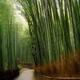 Arashiyama bamboo forest artistic tranquil scenery... (thumbnail)