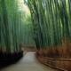 Bamboo forest scenery in Arashiyama Kyoto... (thumbnail)
