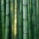 Arashiyama Bamboo forest abstract closeup background... (thumbnail)
