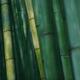 Bamboo forest in deep green colors dramatic abstract background... (thumbnail)