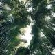 Arashiyama bamboo forest dreamy skyward view scenery... (thumbnail)