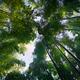 Arashiyama bamboo forest skyward low angle view of arching tree tops... (thumbnail)