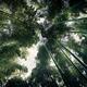 Arashiyama bamboo forest artistic view of tree tops from below... (thumbnail)