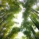 Arashiyama bamboo forest tree tops glowing in bright sunlight... (thumbnail)