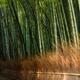 Arashiyama bamboo forest in morning sunshine... (thumbnail)