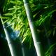 Beautiful closeup of green bamboo leaves and tall stems... (thumbnail)
