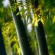 Closeup Bamboo leaves and culms in fall scenery... (thumbnail)