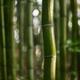 Wavy bamboo stem wet after rain... (thumbnail)