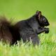 Black Squirrel Eating... (thumbnail)