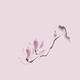 Minimalistic elegant magnolia branch Japanese Zen illustration on pink... (thumbnail)