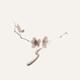 Two sakura flowers on a branch elegant illustration on on beige backgr... (thumbnail)
