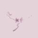 Elegant artwork of sakura flowers in faded dusty pink colors... (thumbnail)