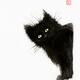 Black fuzzy cat peaking from around the corner