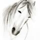 Wild horse artistic portrait sumi-e painting... (thumbnail)