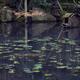Tranquil Wabi-Sabi scenery at Tenjuan Temple Japanese Zen pond garden... (thumbnail)