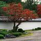 Red maple tree at Hojo-teien traditional rock garden at Nanzen-ji Temp... (thumbnail)
