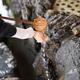 Woman washing hands at water purification basin at a Shinto Shrine in... (thumbnail)