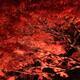 Japanese maple tree red autumn foliage illuminated at night in Kyoto... (thumbnail)