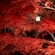 Red maple trees lit by street lights in autumn... (thumbnail)