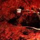 Japanese maple tree red autumn foliage illuminated by street lights in... (thumbnail)