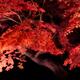 Beautiful bright red Japanese maple tree autumn foliage illuminated at... (thumbnail)