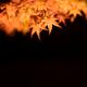 Illuminated at night branch with yellow Japanese maple tree leaves on... (thumbnail)