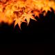 Illuminated red Japanese maple tree leaves closeup on black... (thumbnail)