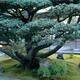 Japanese white pine tree, Pinus parviflora at Ginkaku-ji temple garden... (thumbnail)