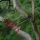 Tree branch rope support in a Japanese garden... (thumbnail)