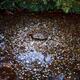 Coins in a pond of Ginkaku-ji Temple of the Silver Pavilion Japanese g... (thumbnail)