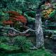 Black Pine tree in a Japanese Zen garden at Ginkaku-ji Jisho-ji Temple... (thumbnail)
