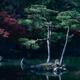 Beautiful scenery of two pine trees in a pond Zen garden of Kinkaku-ji... (thumbnail)