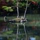Kinkaku-ji temple Zen garden with two pine trees on an island in a pon... (thumbnail)