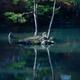 Two pines on an island of a pond Zen garden at Kinkaku-ji or Rokuon-ji... (thumbnail)