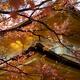 Abstract autumn scenery of Kinkakuji Temple of the Golden Pavilion beh... (thumbnail)