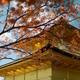 Rokuon-ji Temple of the Golden Pavilion behind red autumn maple tree l... (thumbnail)