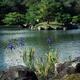 Blue Japanese Irises by the pond in a peaceful scenery of a Japanese Z... (thumbnail)