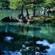 Peaceful scenery of pine trees on an island in a pond of a Japanese Ze... (thumbnail)