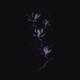 Elegant artistic design of magnolia flowers on a branch in dark purple... (thumbnail)