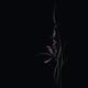 Beautiful elegant pink wild orchid flowers and leaves floral design on... (thumbnail)