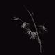 Elegant bamboo stalk with leaves Japanese Zen art design on black... (thumbnail)