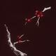 Sakura tree branches with deep red cherry blossom flowers illustration... (thumbnail)