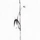 Minimalistic bamboo branch with leaves sumi-e ink painting on white... (thumbnail)