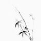 Oriental sumi-e painting of a young bamboo bush with leaves black on w... (thumbnail)