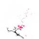 Oriental sumi-e ink painting of a sakura branch with pink flowers on w... (thumbnail)