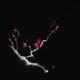 Magical black sumi-e design of a sakura branch with glowing bright vio... (thumbnail)