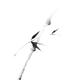 Single bamboo stalk with leaves delicate sumi-e black and white design... (thumbnail)